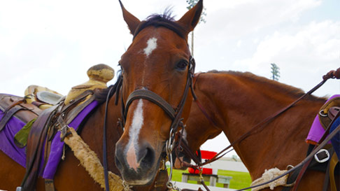 close up on horses