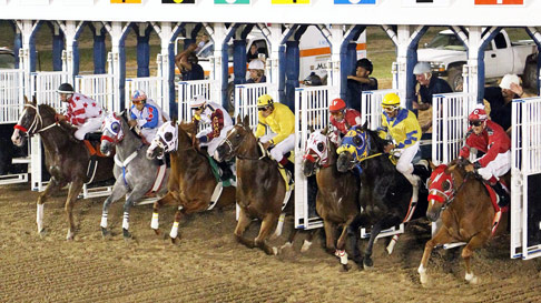 horses coming out of starting gate