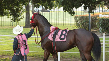 trainer leading riderless horse
