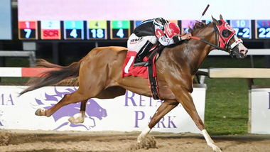 Wise Filly